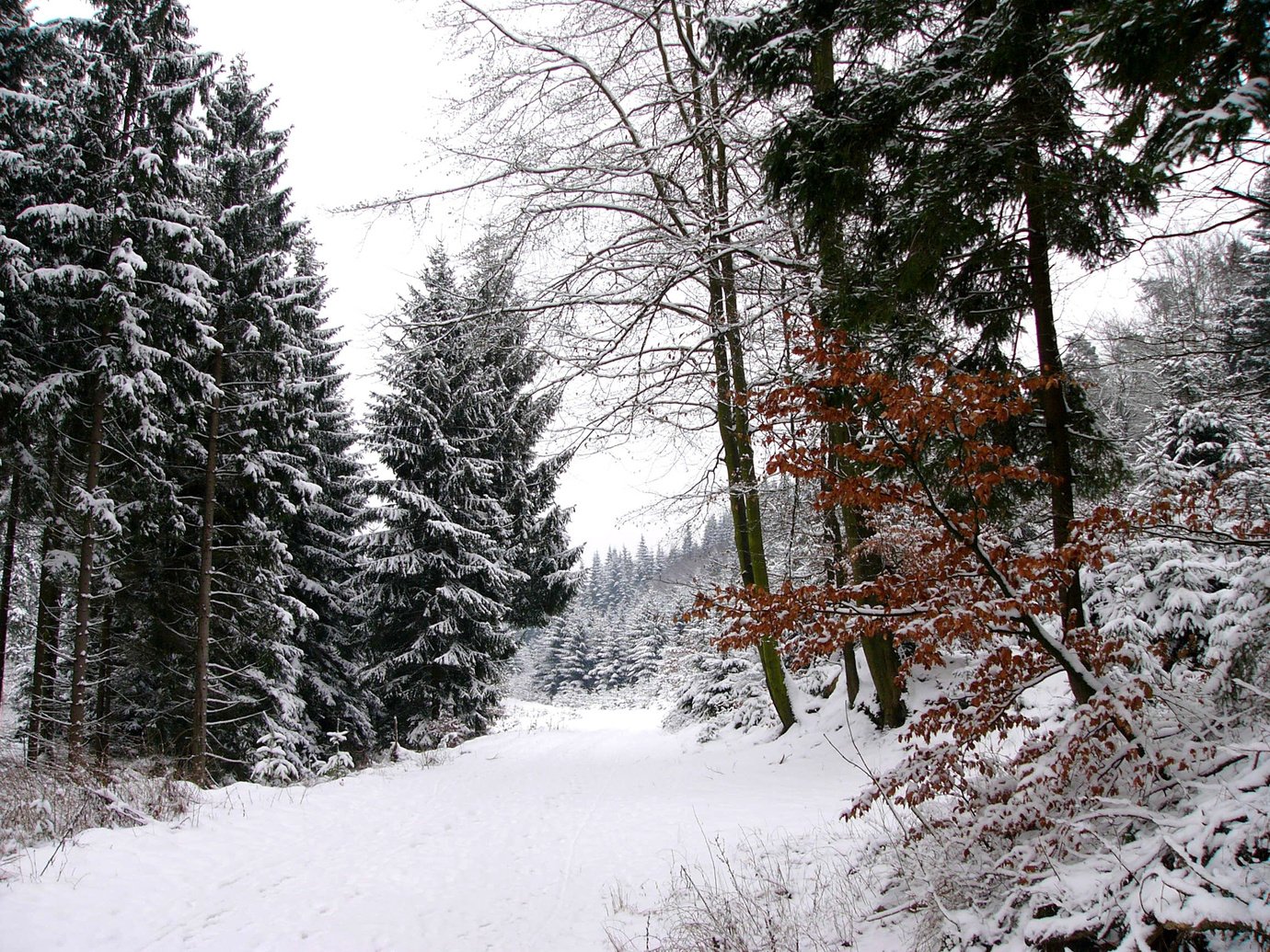 Snowy Forest Landscape