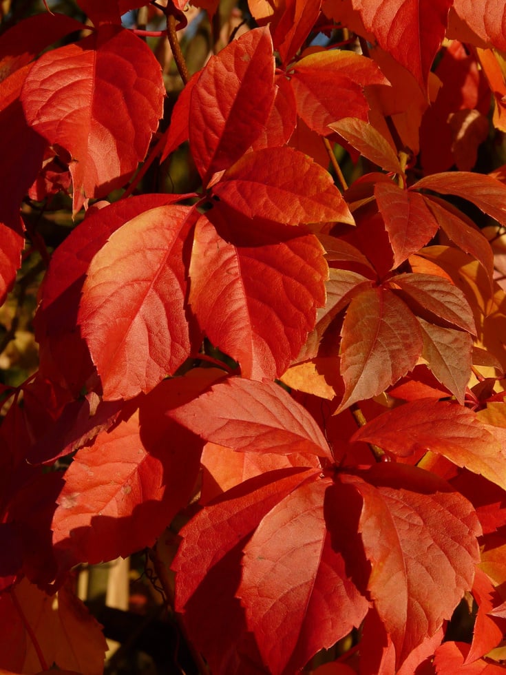 Orange Autumn Leaves